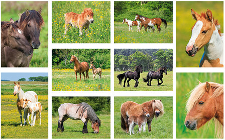 Postcard set horses - 10 postcards with horse motif