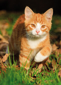 Young cat postcard