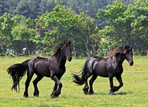 Animal postcards | Horse postcards Animal postcards | Horse postcards