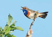 Bird postcards | Songbirds