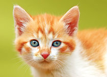 Animal postcards | Cat postcards Animal postcards | Cat postcards