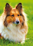 Animal postcards | Dog postcards Animal postcards | Dog postcards