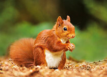 Animal postcards | Squirrels Animal postcards | Squirrels
