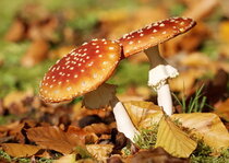 Autumn postcards | Mushroom postcards Autumn postcards | Mushroom postcards