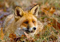 Animal postcards | Fox postcards Animal postcards | Fox postcards