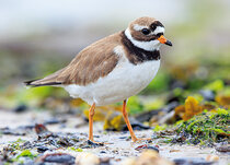 Bird postcards | Wading birds