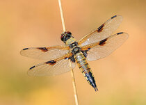 Animal postcards | Insects postcards Animal postcards | Insects postcards