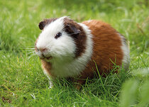Animal postcards | Pet postcards Animal postcards | Pet postcards