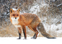 Animal postcards | Wildlife postcards Animal postcards | Wildlife postcards