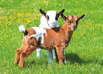 Animal postcards | Farm animals Animal postcards | Farm animals