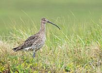Bird postcards | Meadow birds