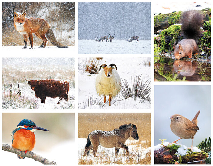 Cheap Christmas card set animals - 8 single cards without envelope (set nr. 3)