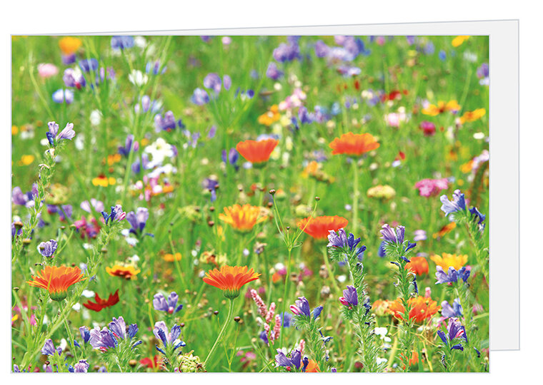 blank greeting cards