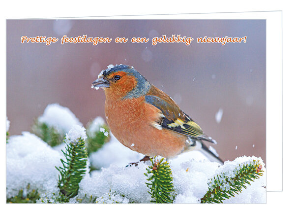 Finch Christmas card - double card with envelope (K017)