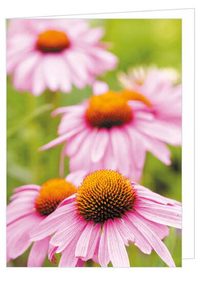 Greeting cards without text - set of 20 cards with envelope (no. 107)
