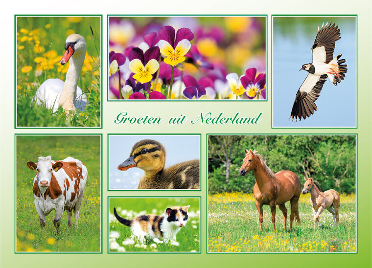 postcard groeten uit Nederland spring