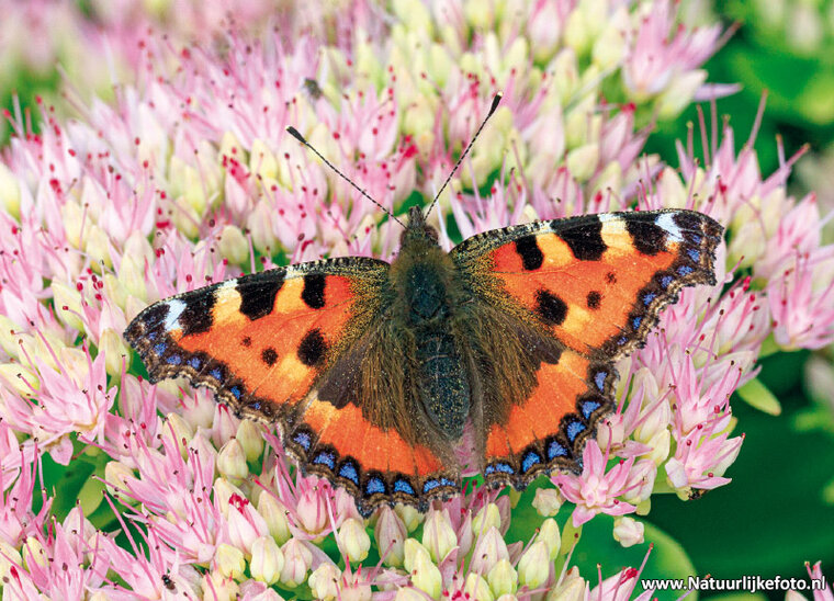 postcard little fox butterfly
