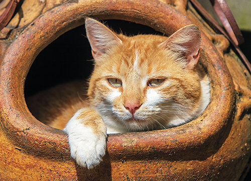 cat postcards