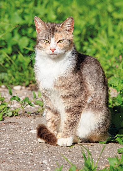 cat postcards
