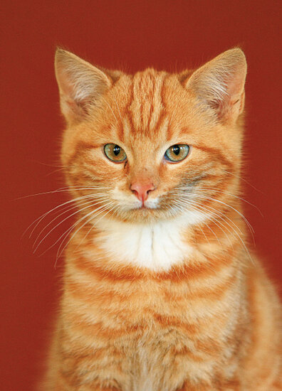 cat postcards