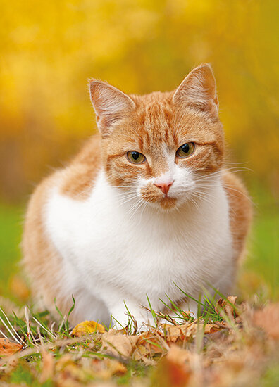 cat postcards
