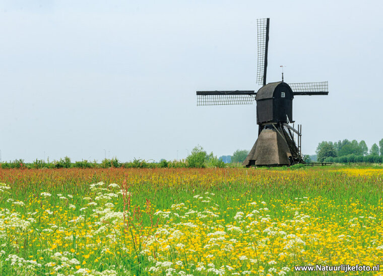 postcard Zandwijkse mill in Almkerk