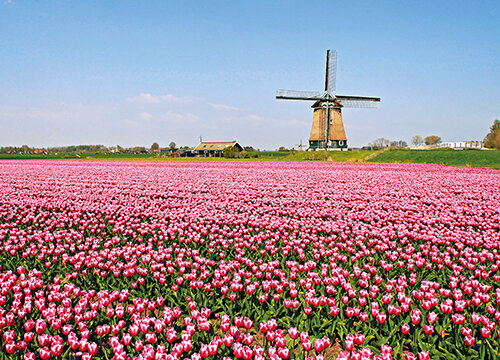 Typical Dutch postcards - set with 7 Dutch motif postcards (no. 51)