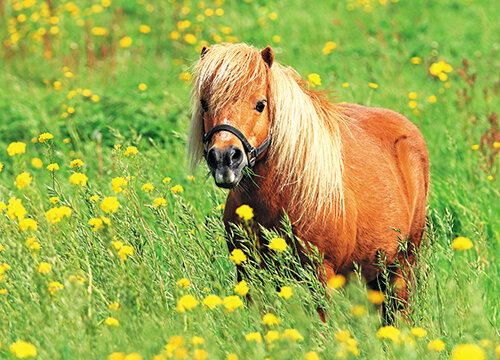 Postcard set - various images in a set (nr. 39)