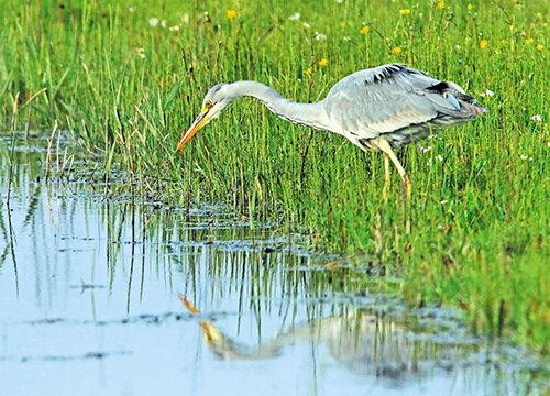 Postcard set - various images in a set (nr. 39)