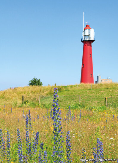 postcard Lighthouse Hoek van Holland