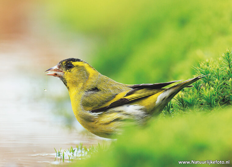 postcard Eurasian siskin