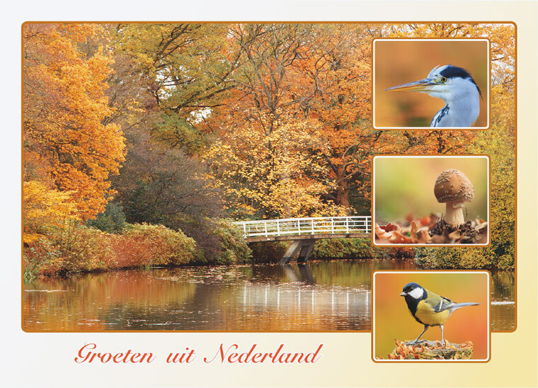 Dutch postcards set