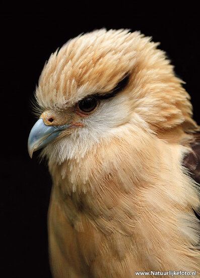 postcard yellow-headed caracara