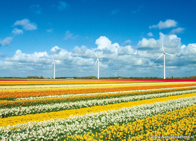 postcard windmills with flowers