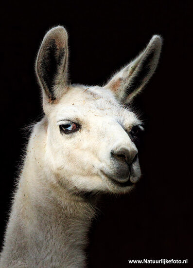 postcard Llama