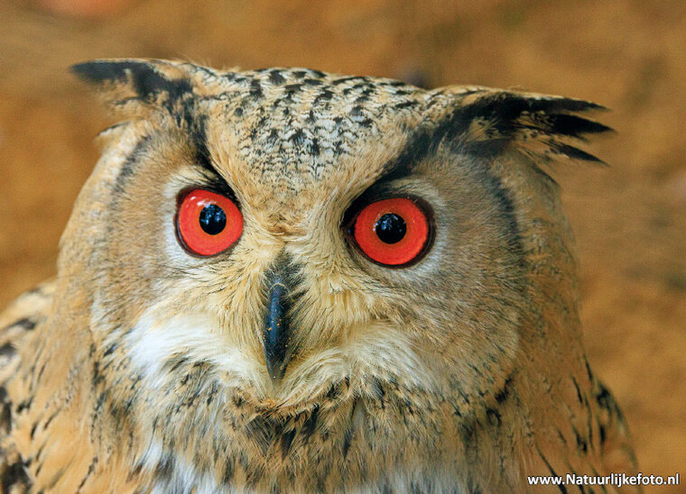 postcard Siberian eagle owl