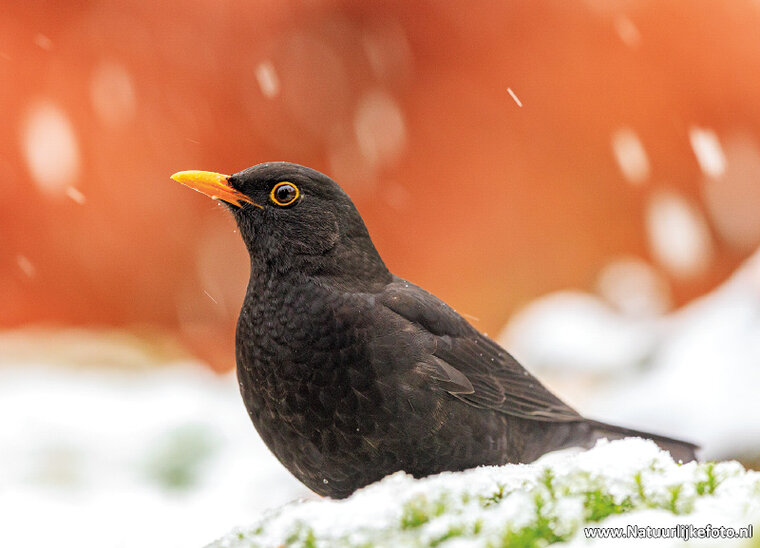 postcard common blackbird