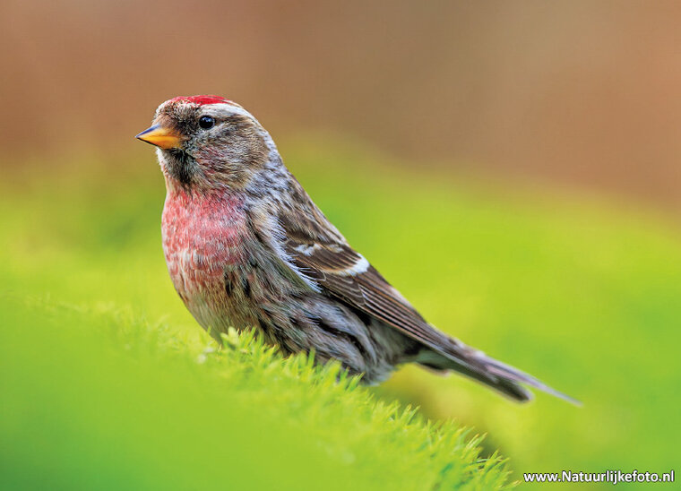postcard great redpoll
