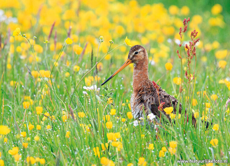 postcard black tailed godwit