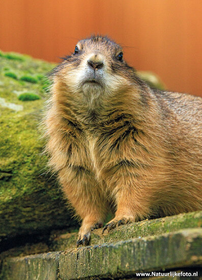 postcard prairie dog