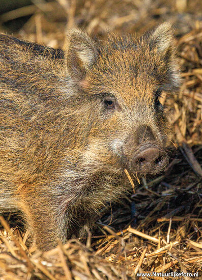 postcard wild boar (0887)