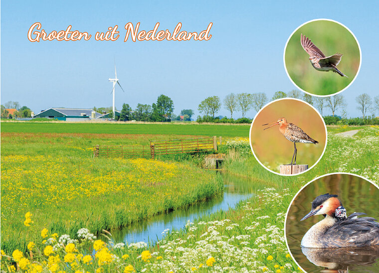 postcard groeten uit Nederland Gruttoland