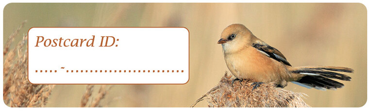 Postcrossing ID stickers | 6x bearded reedling (S018) Postcrossing ID stickers | 6x bearded reedling (S018)