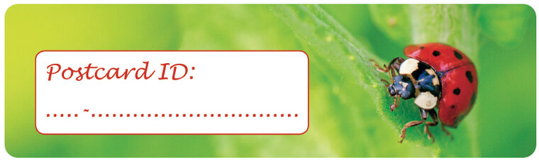 Postcrossing ID stickers | 6x ladybug (S009)
