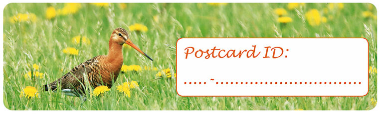 Postcrossing ID stickers | 6x godwit (S007)