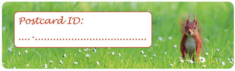 Postcrossing ID stickers | 6x red squirrel (S004)