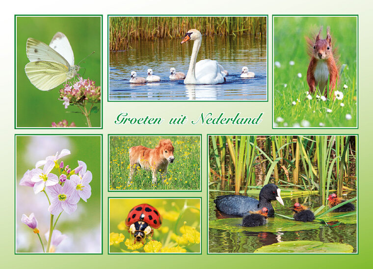 postcard groeten uit Nederland spring