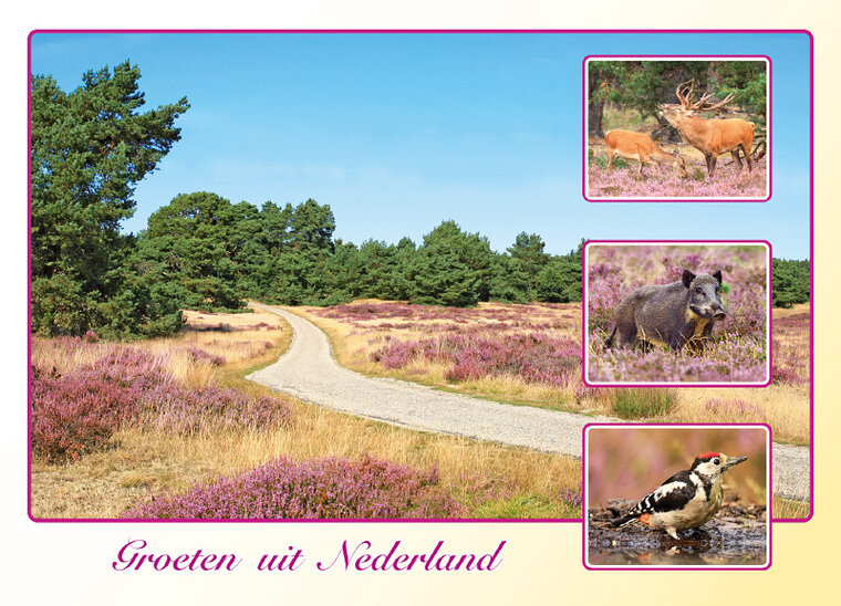 postcard groeten uit Nederland (AH0022) postcard groeten uit Nederland (AH0022)