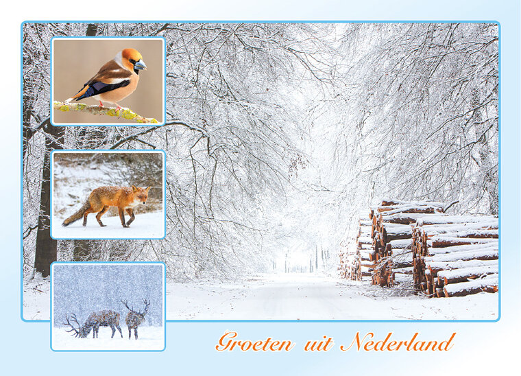 postcard groeten uit Nederland winter