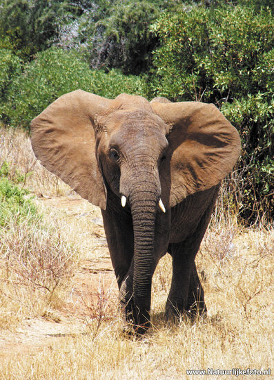 postcard African elephant (AF001)